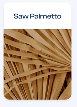 Saw Palmetto